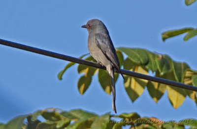 Grå drongo