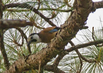 Nötskrika , leucotis