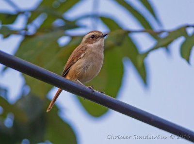 Grå buskskvätta, female