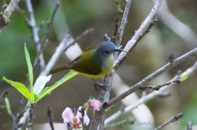 Gould's Sunbird (Scarlet-breasted) , female