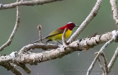 Gould's Sunbird (Scarlet-breasted) , male