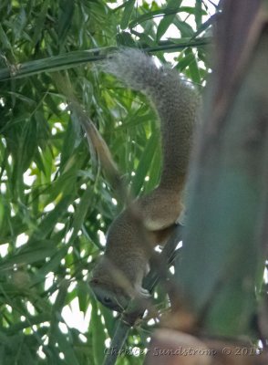 Finlayson's Squirrel 