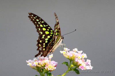 Green-spotted Triangle 