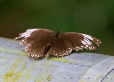 Common Crow Butterfly