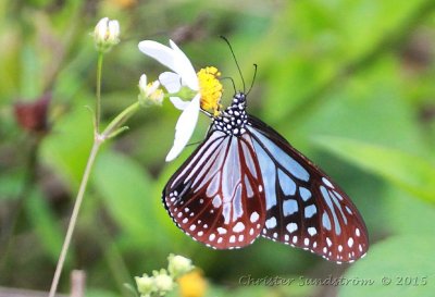 Chestnut Tiger 