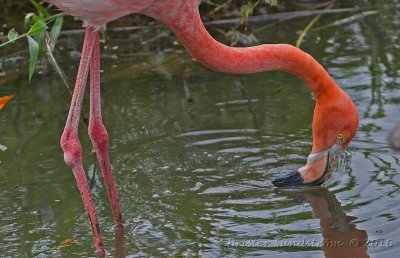 Karibisk flamingo 