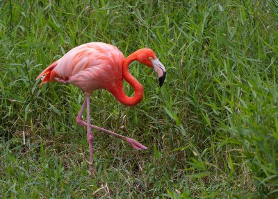 Karibisk flamingo, juvenil