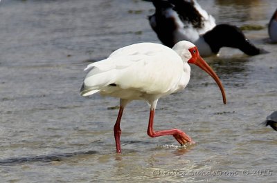 Vit ibis 
