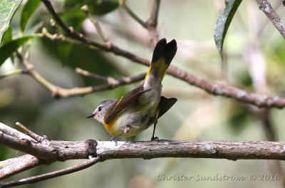 Rdstjrtad skogssngare, female