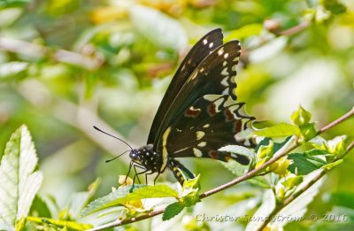 Black Swallowtail 