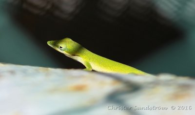 Reptiler i Kuba