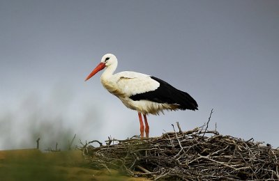 Vit stork 