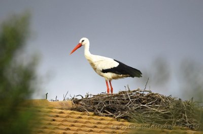 Vit stork 