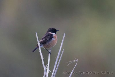  Svarthakad buskskvtta, male