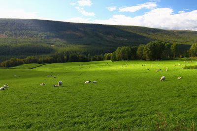 Harmony with sheep