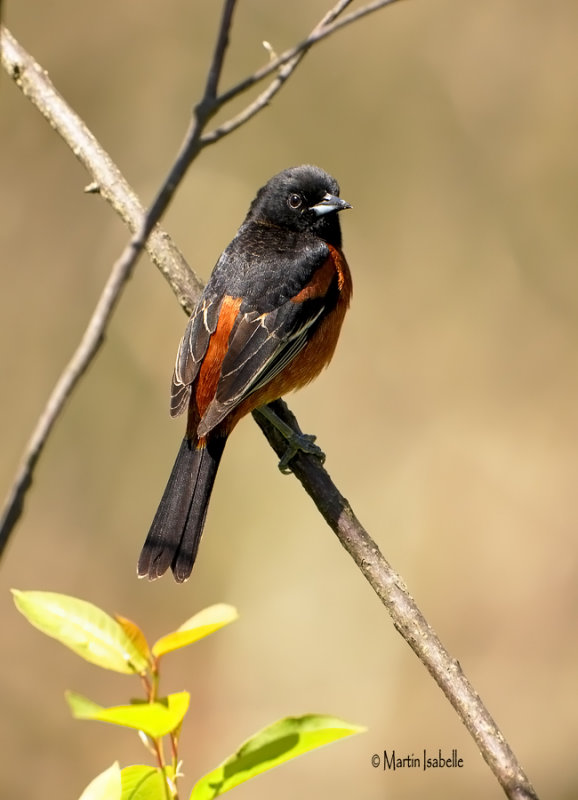 _A6V0080 Oriole des vergers.jpg