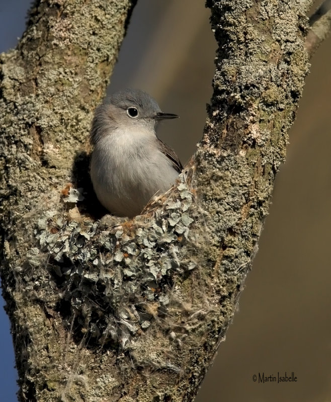 _A6V6913 gobe moucheron gris bleu au nid .jpg