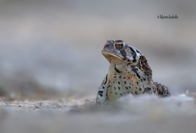 _A6V5237 crapaud d amerique . Tu veux ma photo banane .jpg