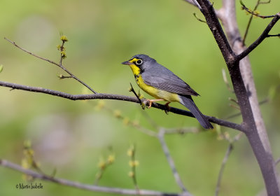 _A6V1597 paruline du canada.jpg