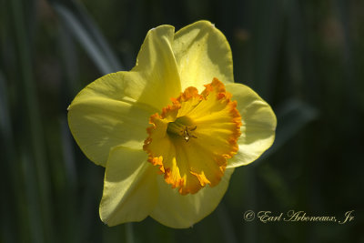 Daffodil