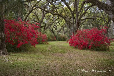 Gumbo of Photos