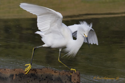 Snowy Egret