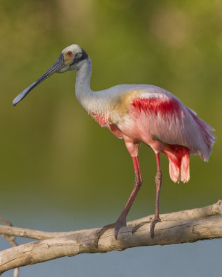 Roseate Spoonbill Perched