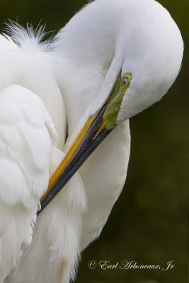 Morning Preening