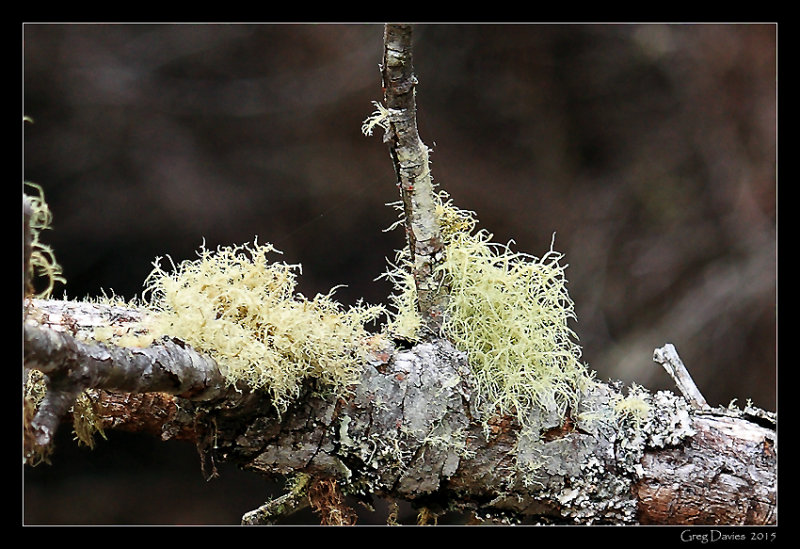 Moss