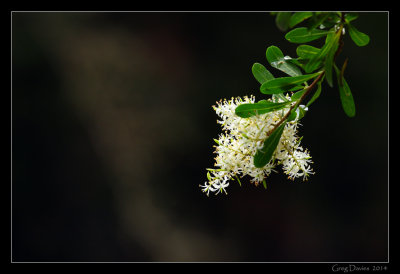 Native flora #1