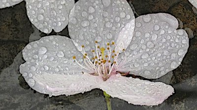 Fallen Cherry Blossom After Rain -  No. 2 (2013)
