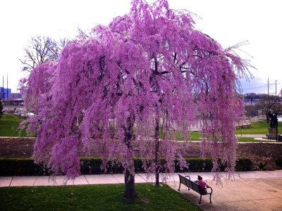 Weeping Pink Cherry