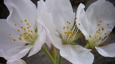3 Sakura Blossoms