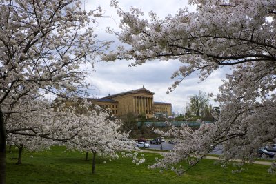 Sakura Blossoms @ The Philadelphia Museum of Art