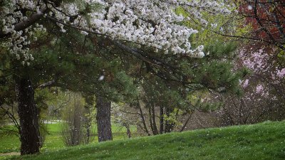 Spring Blossom Flurry