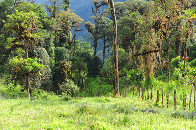 forest with orchids every where
