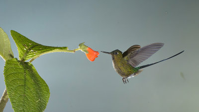 hummingbird shot by multi flashs