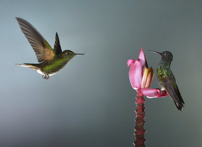 hummingbird shot by multi flashs
