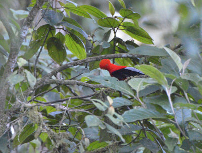 cock of the Rock The bird were very far.