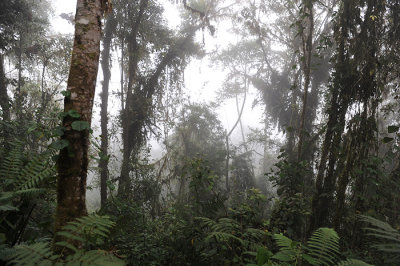 Bellavista cloud forest altitude 2200 m