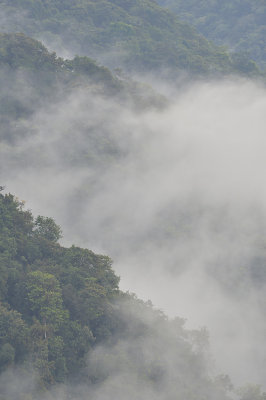 cloud forest at Bellavista