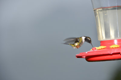 hummingbirds in yellow house