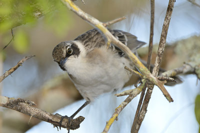 famous Mockingbird of Galapagos