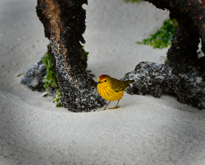 yellow wabler on the beach Tortuga Bay