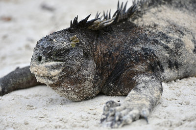 Iguana.Tortuga Bay.Puerto Ayora.Galapagos