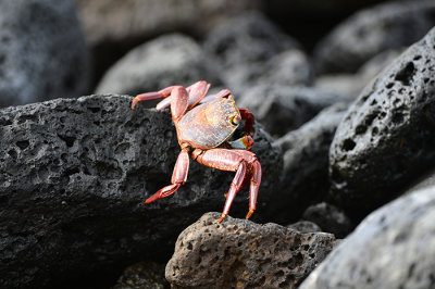 Red Crab .Tortuga Bay.Puerto Ayora.Galapagos
