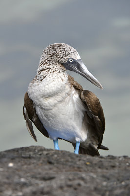 first time see a Blue Footed Bubi.Tortuga Bay