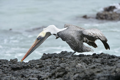Pelican.at Puerto Villamil.Isabela Is.