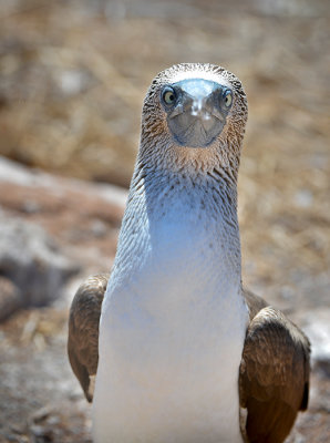 portrait of blue footed Booby.Seymour Norte Island
