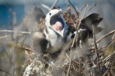 Frigate bird female.Seymour Norte island